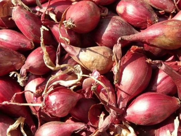 bawang merah